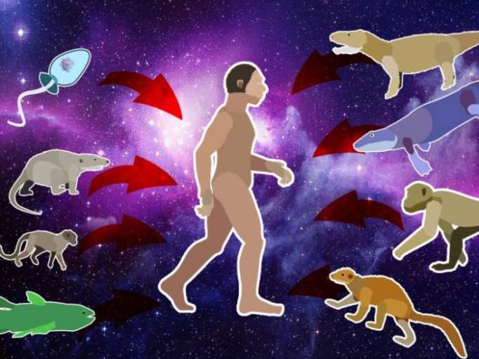 Incredible animation shows how humans evolved from early life - VIDEO