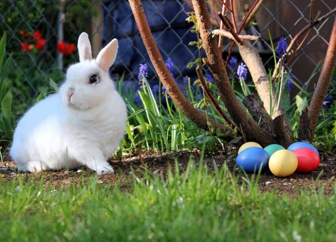 Hunting down the history of Easter traditions