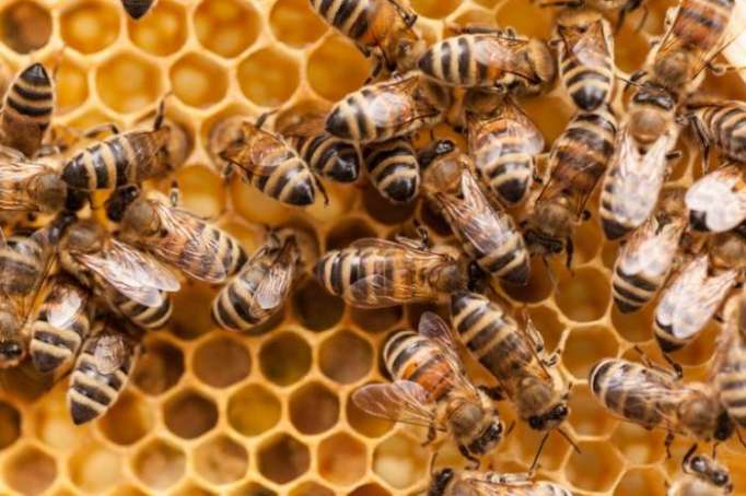   Bee gold: Why honey is an insect superfood -   iWONDER    
