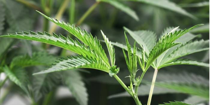 Israël devient le premier impor­ta­teur de canna­bis