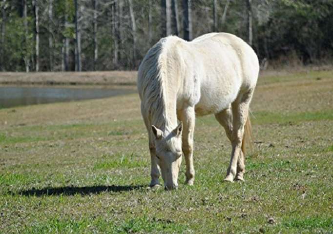 Una mujer semidesnuda sobre un caballo genera caos en una discoteca de Miami