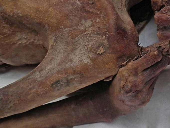 Ancient tattoo art found hidden on 5,200-year-old Egyptian mummy
