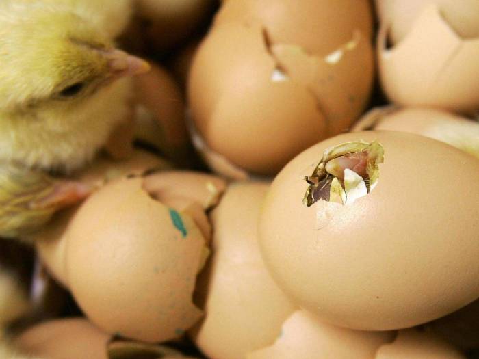 Scientists crack eggshell mystery of how chicks hatch