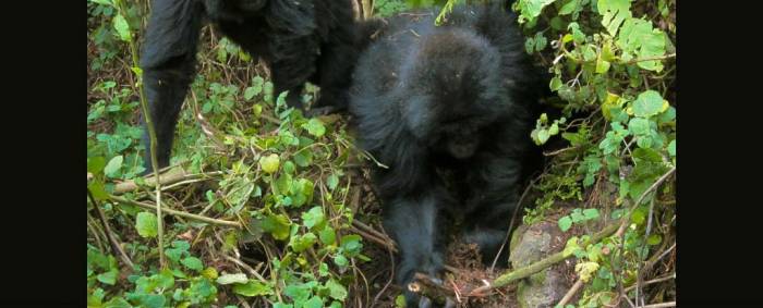 Young Gorillas Have Learnt to Dismantle Poachers