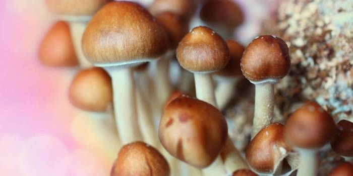 Pourquoi certains champignons sont-ils hallucinogènes ?