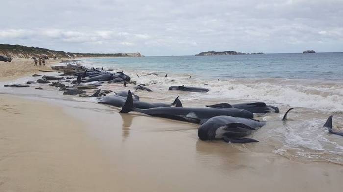 Avstraliyada 150 delfin sahilə çıxıb
