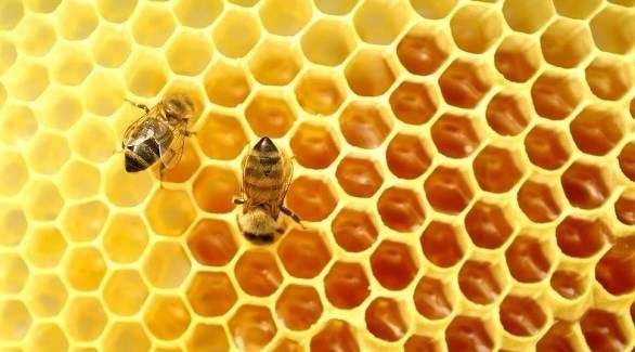"صمغ النحل" سر صحة وجمال البشرة