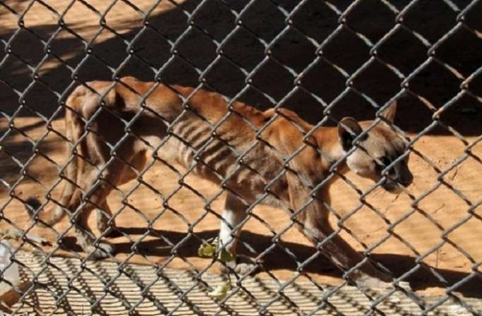 Venezuela: Dans un zoo, des animaux affamés et sacrifiés