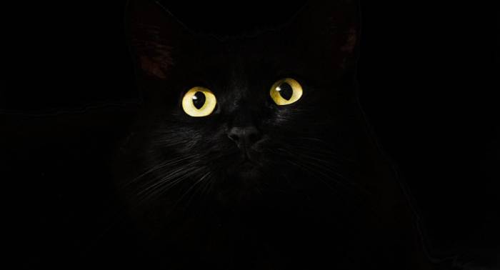 Elle meurt en enterrant son chat