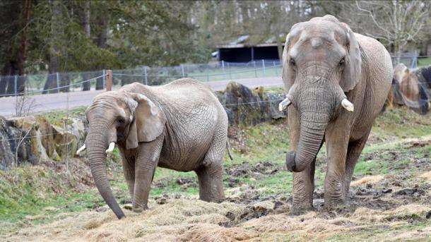 Los elefantes son resistentes raramente al cáncer y al final ya sabemos su motivo