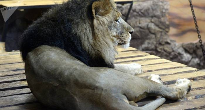 Ist Löwe der König der Tiere? Eigentlich ein Hipster – FOTO-Beweis