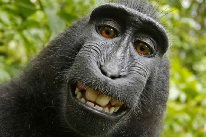Copyright protection for monkey selfie rejected by U.S. appeals court
