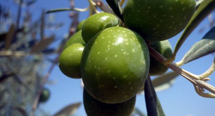 El ejército israelí destruye cientos de olivos en el Valle del Jordán