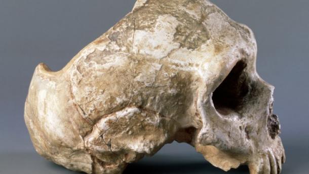 Nuevo estudio sobre el cerebro de los neandertales