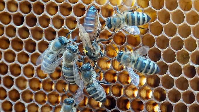 EU verbietet drei Insektengifte im Freiland
