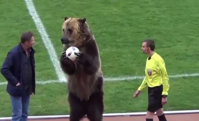 Russie: un ours donne le coup d’envoi d’un match de D3 - VIDEO