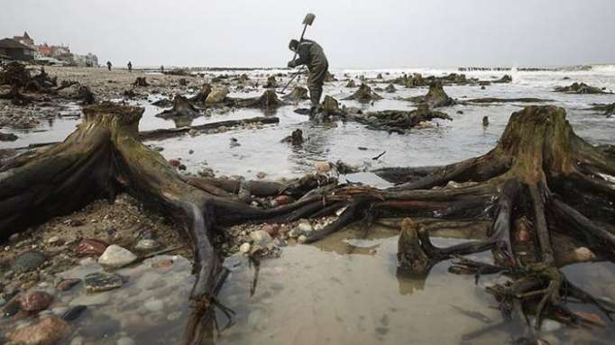 Emerge un bosque fantasma de las aguas del mar Báltico ruso