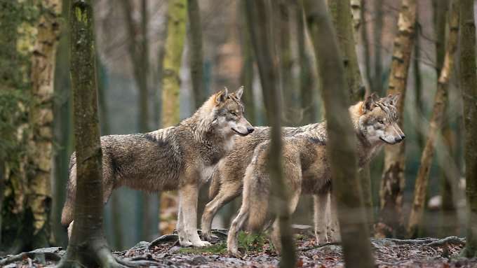 Deutsche können gut mit dem Wolf