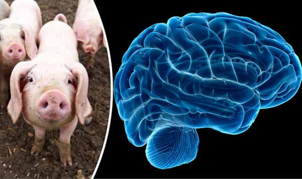 Des chercheurs ont maintenu en vie des cerveaux de cochons sans corps