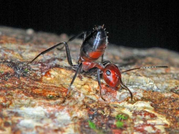 Une nouvelle espèce de fourmi explosive a été décrite