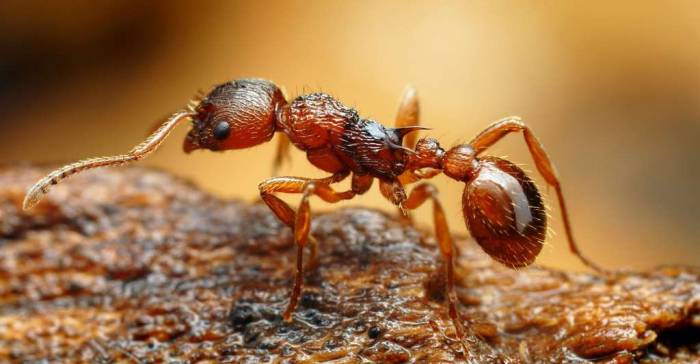 Des fourmis rouges adeptes de l