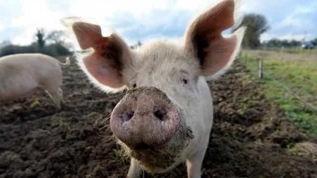 Des cerveaux de cochons maintenus vivants hors du corps