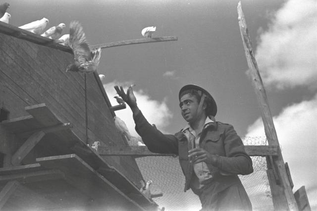 Pigeons, winged warriors that helped Israel to victory 70 years ago