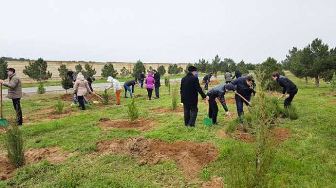 100 million trees planted in Azerbaijan over 15 years – ministry