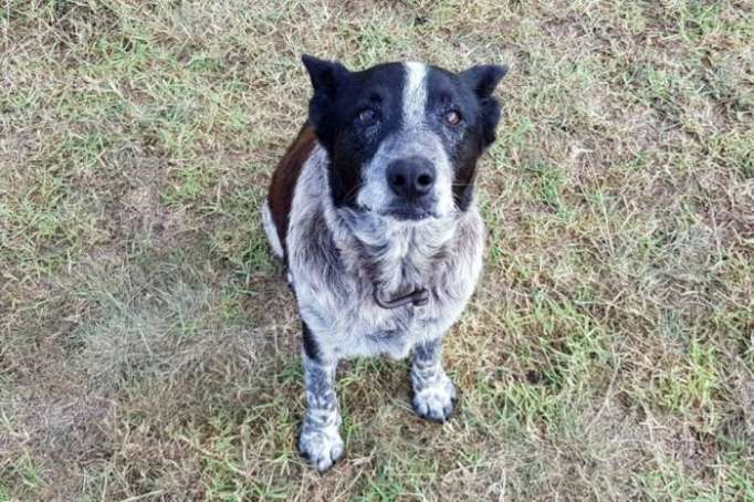 Il protège une enfant perdue dans le bush australien: Max le chien honoré par la police