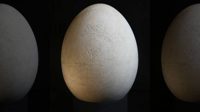 Egg of extinct elephant bird was mislabeled as fake for decades, museum realizes