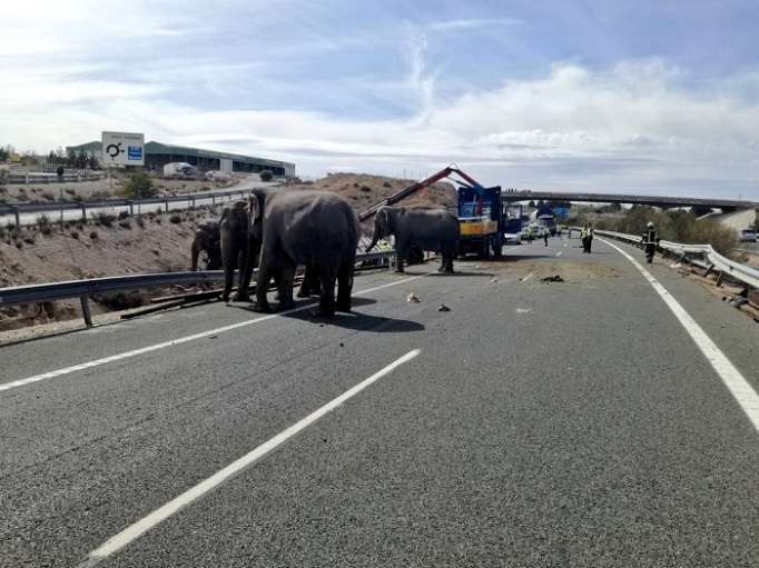 FOTOS, VIDEO: Muere un elefante tras volcar un camión de circo en España