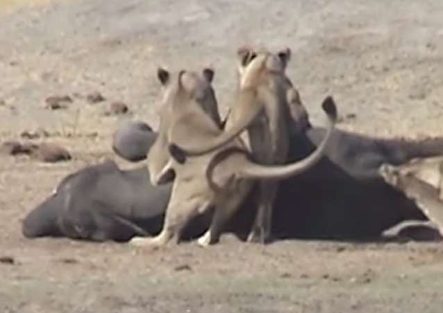 La trágica y larga lucha de una cría de elefante contra tres leones sin final feliz