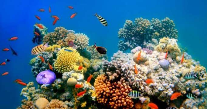 Grande barrière de corail: Si nous continuons, je ne crois pas qu