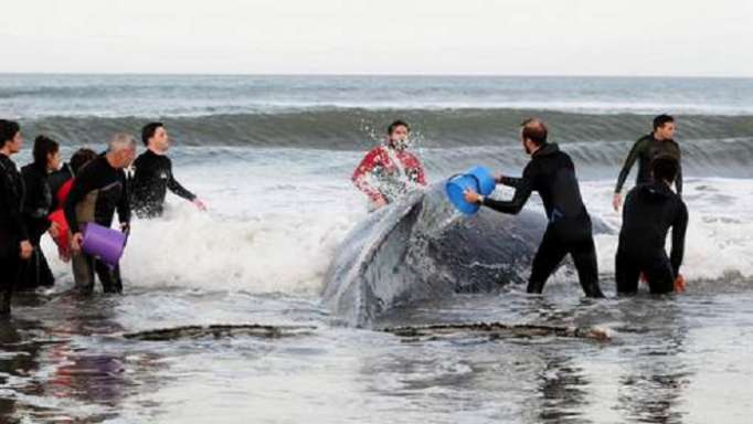 Des dizaines de personnes mobilisées pour sauver une baleine, en vain