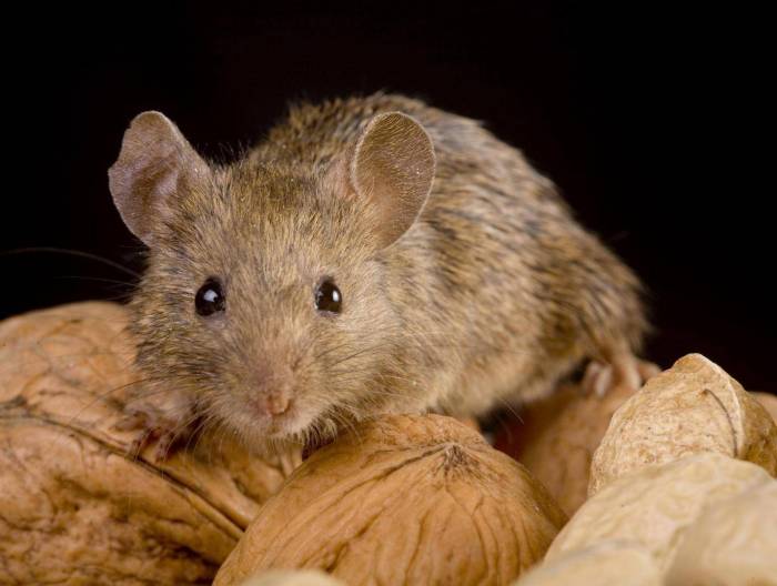 Police officers fired after claiming mice ate missing marijuana