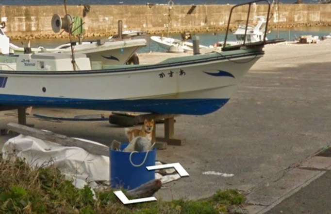 Un inesperado intruso arruina las fotos de Google (fotos)