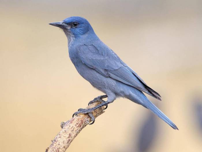 ‘Love hormone’ identified in birds that makes them more generous