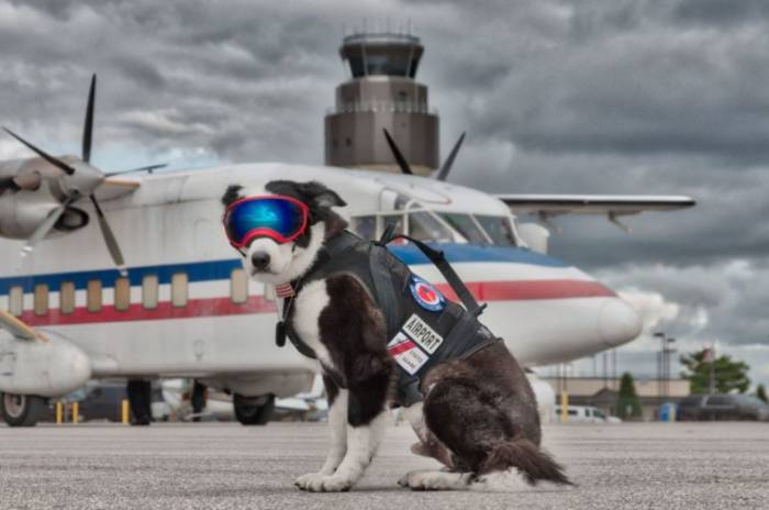 L’aéroport recrute un chien pour chasser les oiseaux