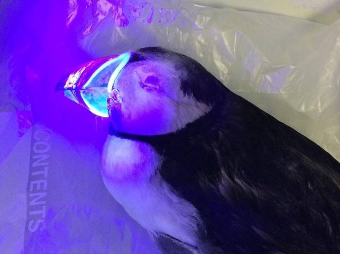 Puffins have fluorescent beaks that may help them attract mate