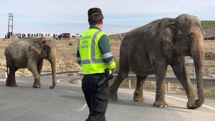 Spain: Elephants roam highway after one killed in truck crash
