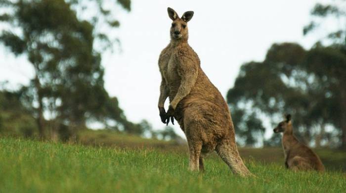 Pourquoi les kangourous attaquent des touristes en Australie?