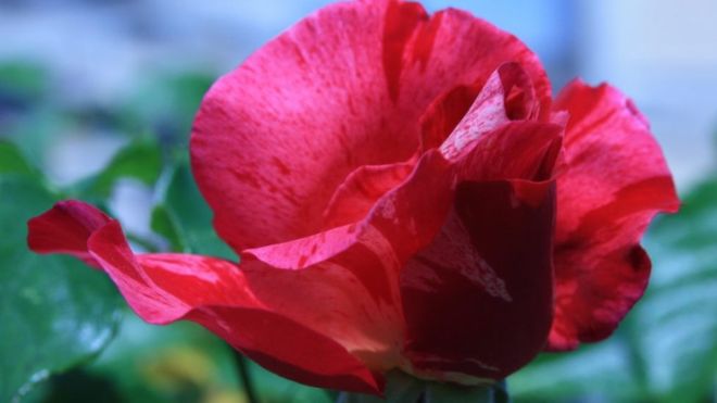 Genetic secrets of the rose revealed