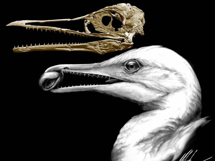 First birds had beaks with teeth, prehistoric fossils show