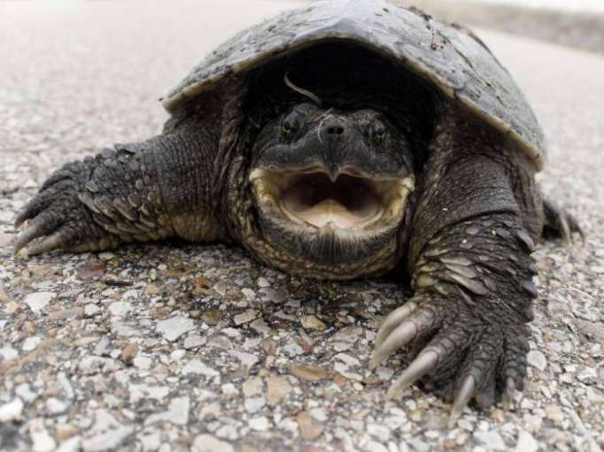 Mercury pollution causing more snapping turtles to be born male