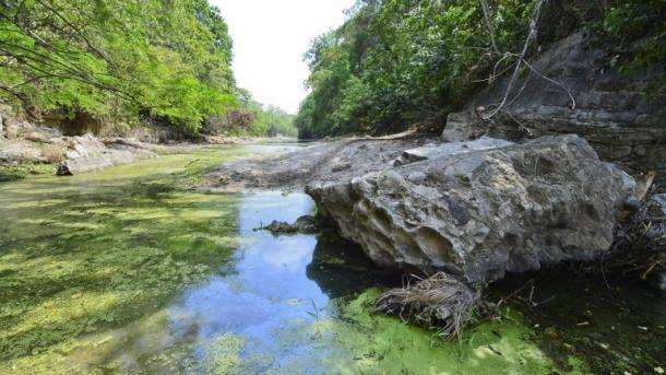 Restaurarán en Colombia 11.000 hectáreas de bosque seco tropical