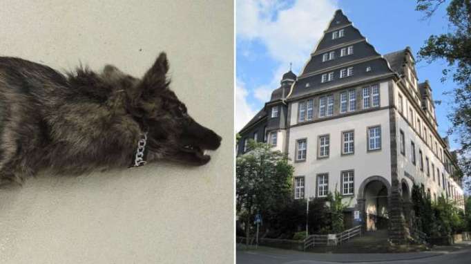 Hund an Baum aufgehängt - Bewährungsstrafe