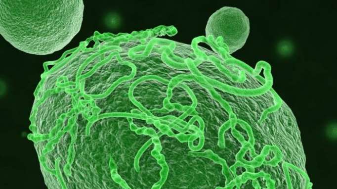 Kongo meldet Ebola-Ausbruch