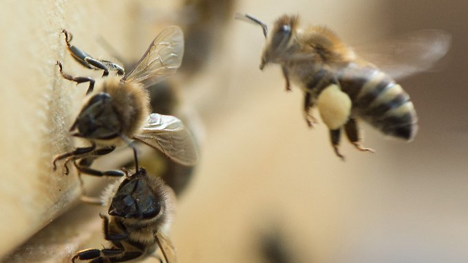 Gegen das Bienensterben einkaufen