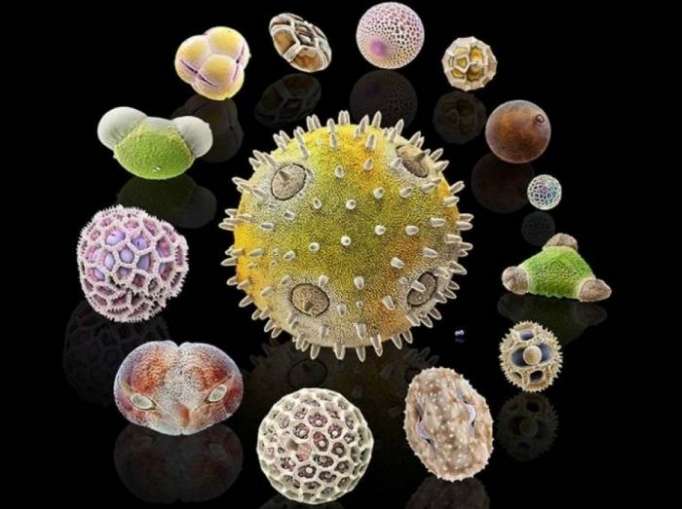 Pollens: les ennemis des allergiques au microscope - PHOTOS