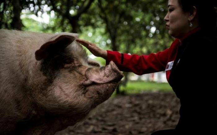 Chine: Un cochon devenu la mascotte du séisme de 2008